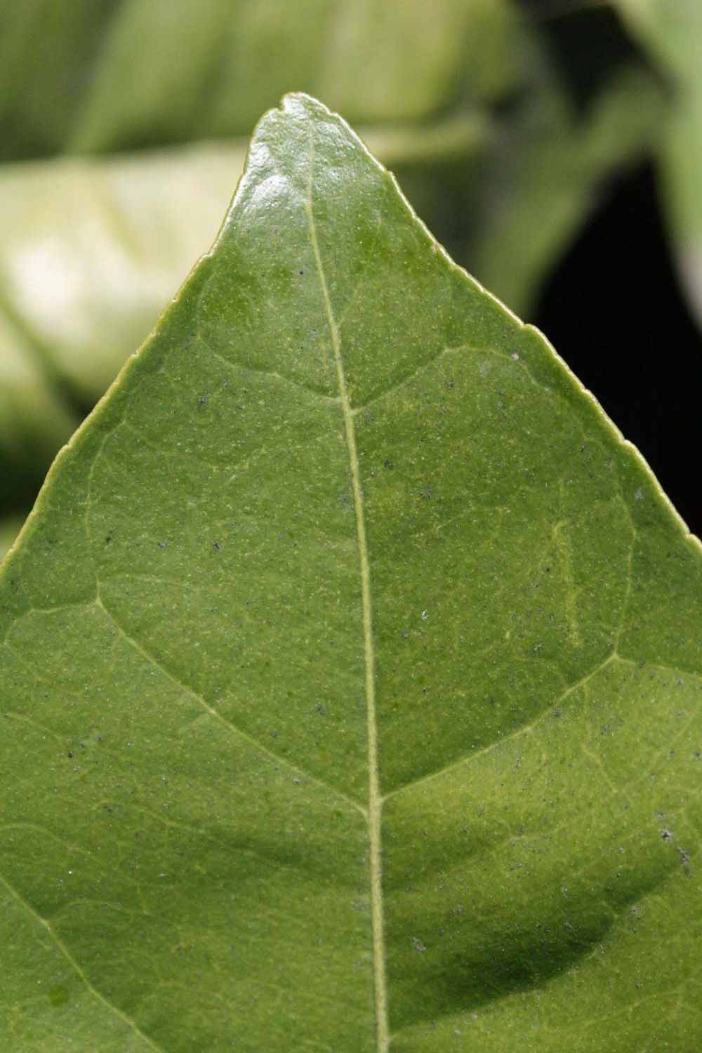              Margin (Riverside, CA)       